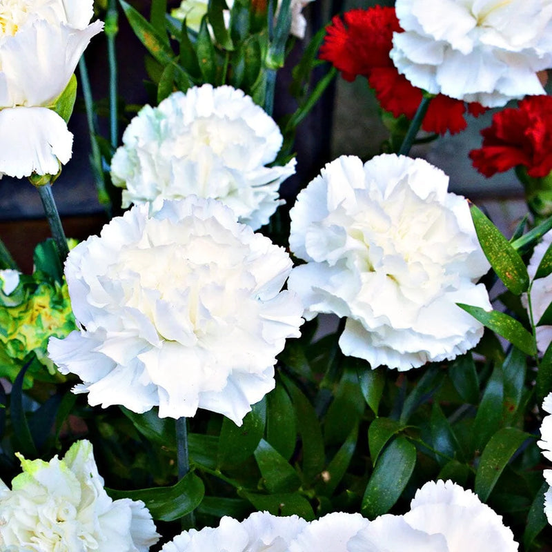 Dianthus 'Bridal Star'   2L