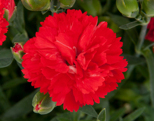 Dianthus 'Colores Red