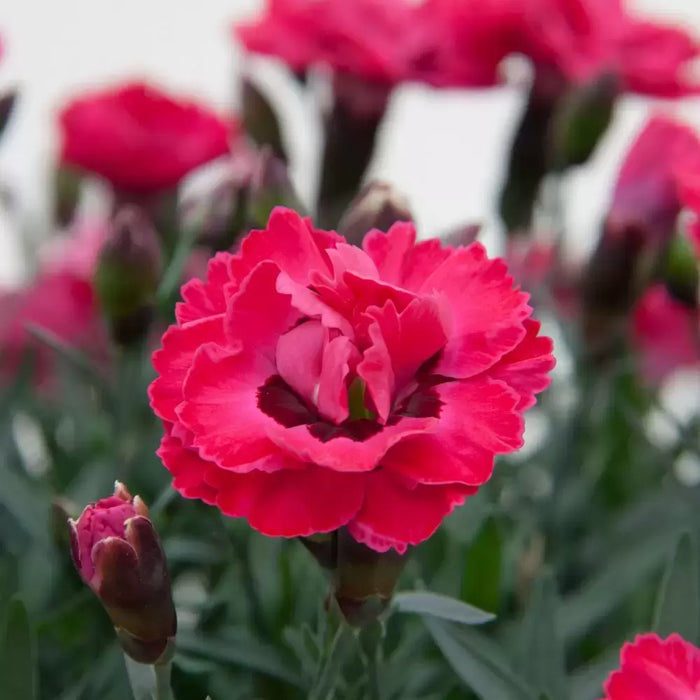 Dianthus 'Early Love' (9cm)