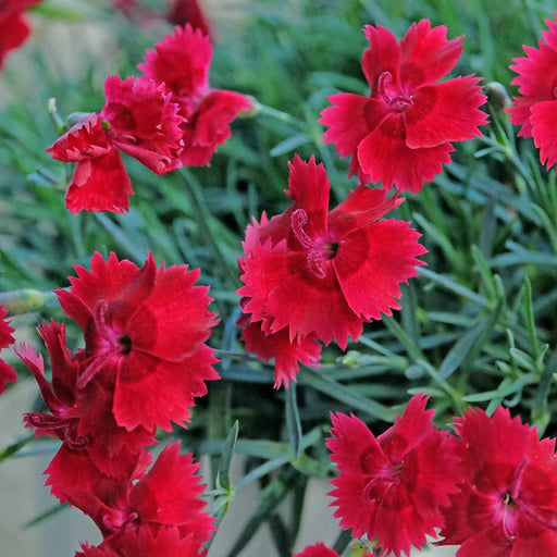 Dianthus 'Colores Red