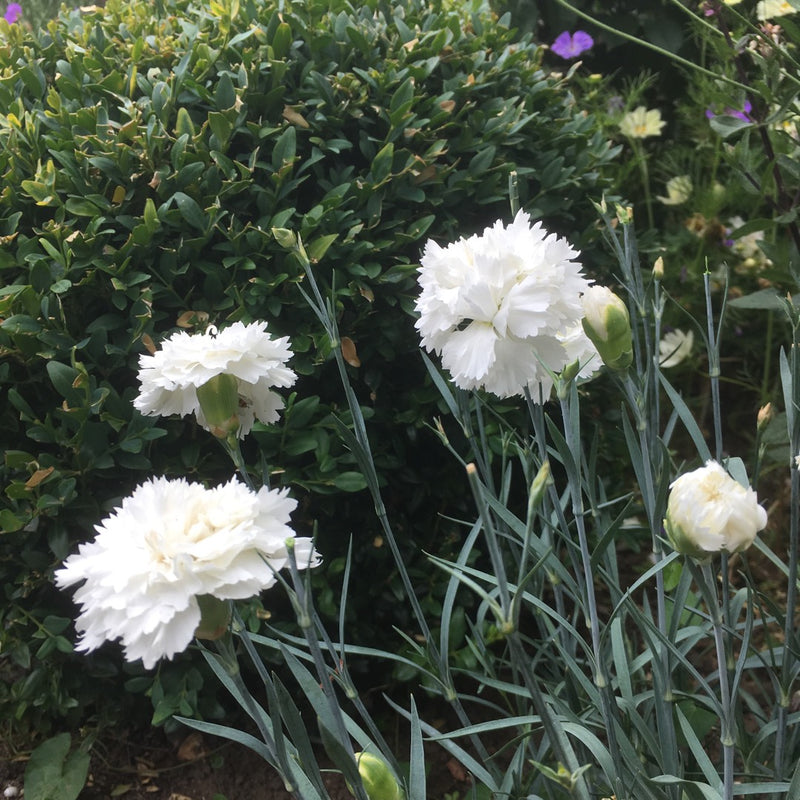 Dianthus 'Memories' (2 Litre)