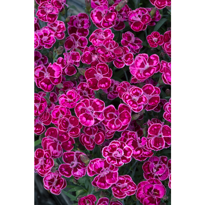 Dianthus Purple Wedding (P10.5)