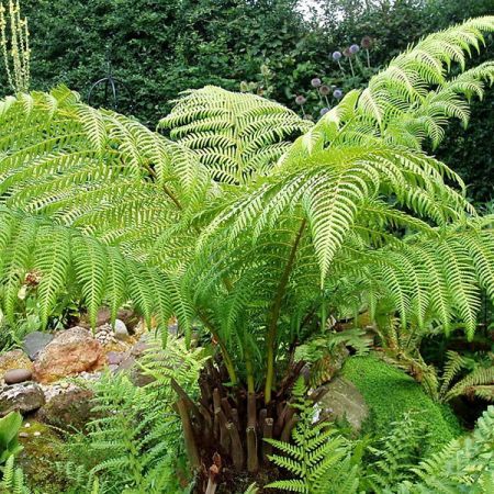 Dicksonia antartica Tree Fern 4 Ft Stem