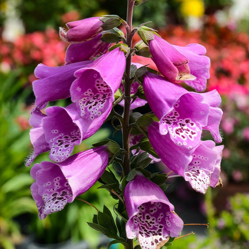 Digitalis 'Dalmation Purple' - Foxglove 2L
