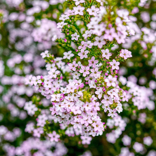Diosma 'Pink Fountain' evergreen shrub with fine green foliage and pink flowers