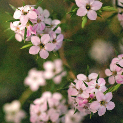 Diosma 'Pink Fountain' showing its compact flowering habit