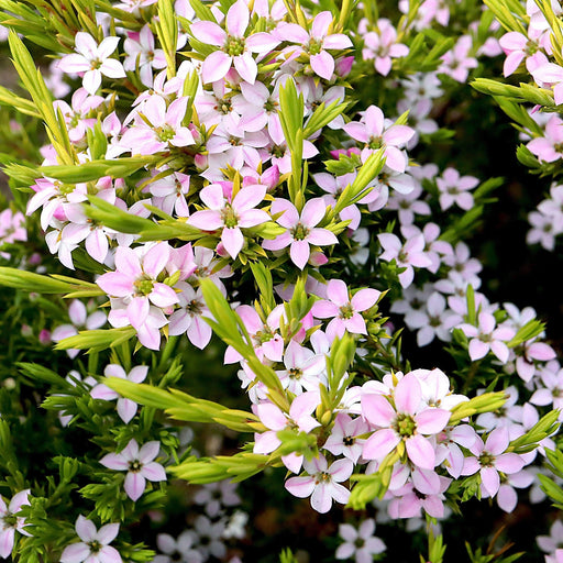 Diosma 'Sunset Gold' with bright golden-green fine foliage