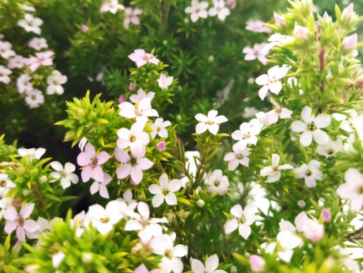 Diosma 'Sunset Gold' compact evergreen shrub in flower