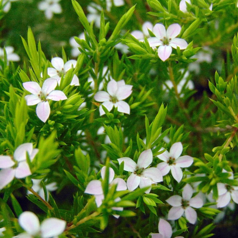 Diosma hirsuta 'Sunset Gold' (3 Litre)