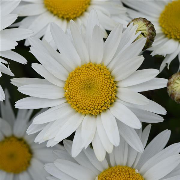 Leucanthemum 'Madonna' 2 Litre
