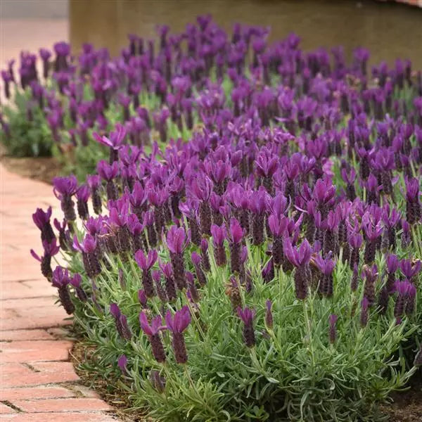 Lavandula 'Anouk' (40cm)