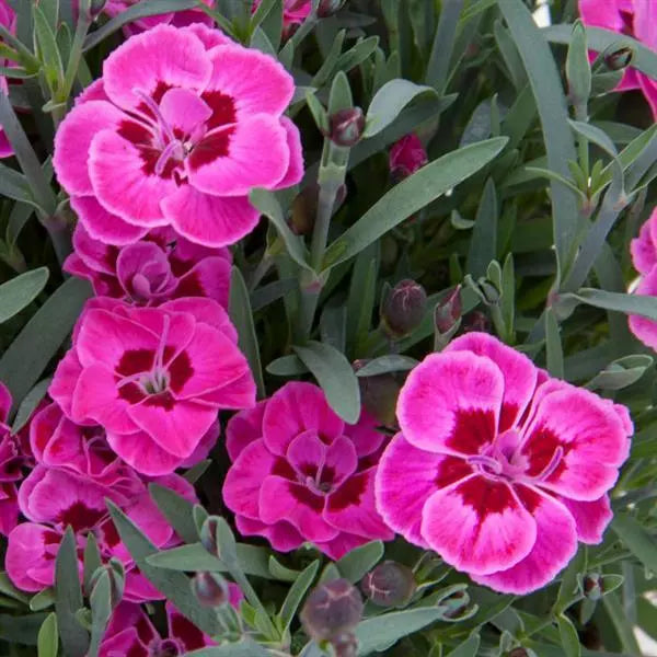 Dianthus Purple Wedding (P10.5)