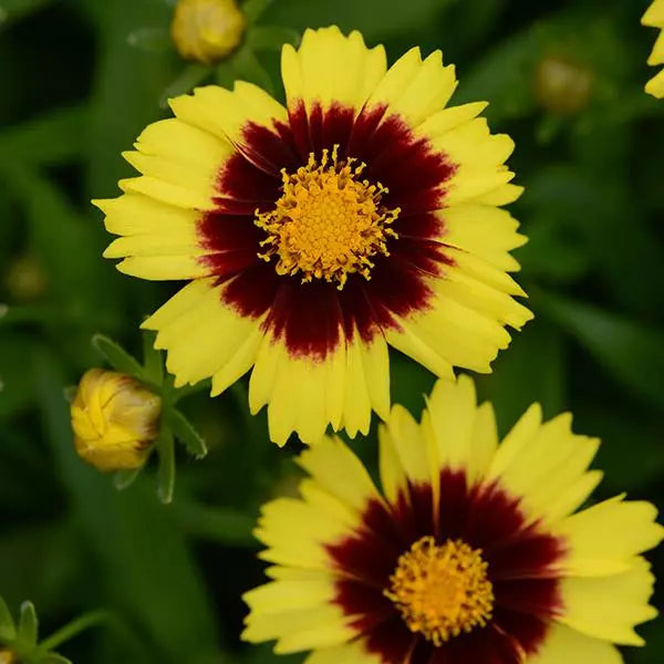 Coreopsis UpTick Yellow & Red (2 Litre)
