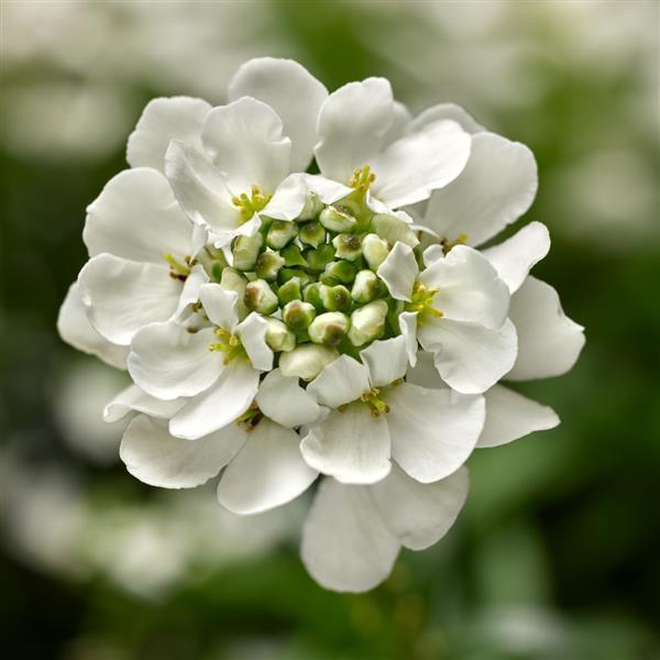 Iberis Whistler White 9cm