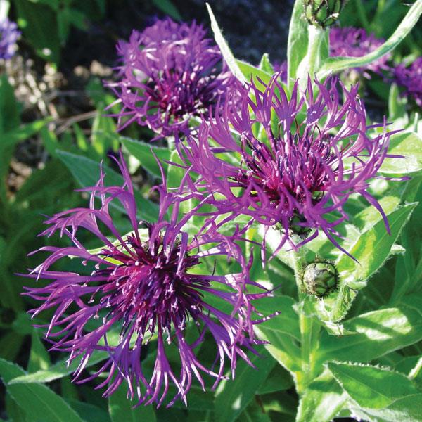 Centaurea montana 'Amethyst Dream'