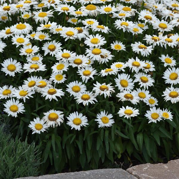 Leucanthemum 'Madonna' 2 Litre