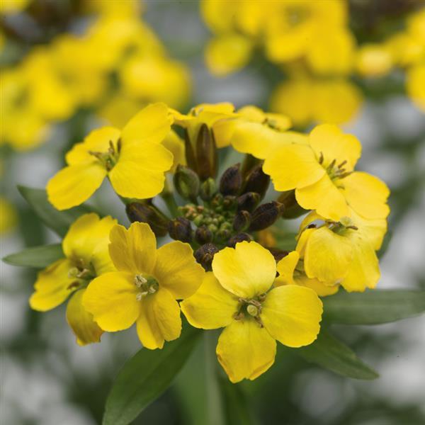 Erysimum Canaries Yellow Alpine in 9cm Pot