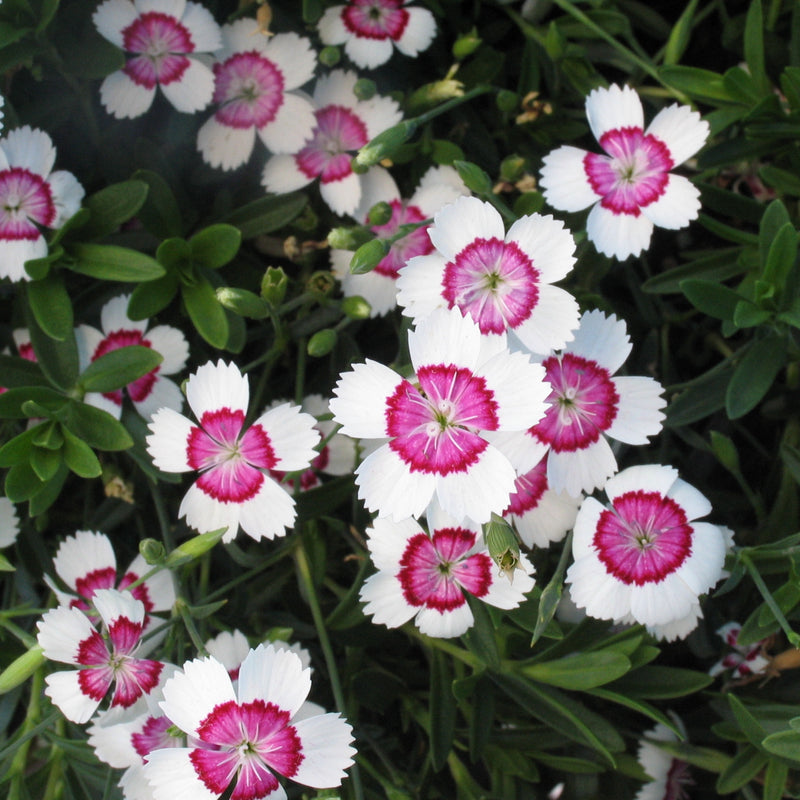 Dianthus 'Arctic Fire' 9cm