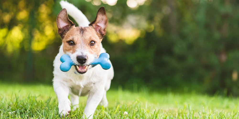 Dog Toys