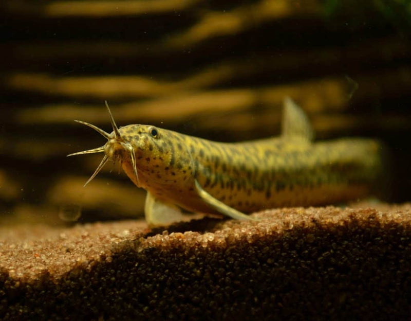 Weather Loach 4-5"