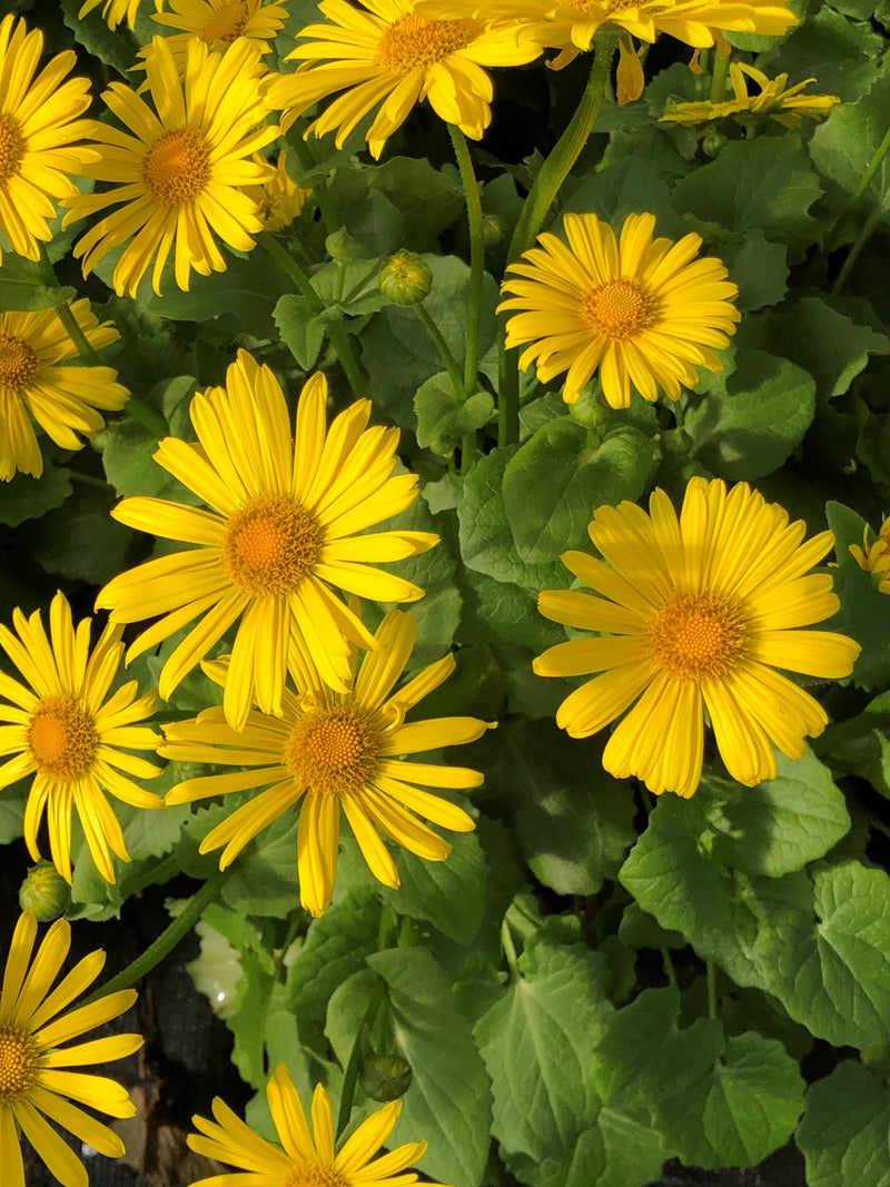 Doronicum Leonardo Compact 9cm