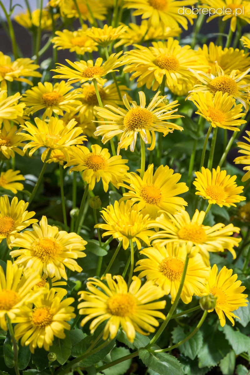 Doronicum Leonardo Compact 9cm