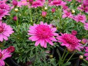 Marguerite 'Madeira Crested Hot Pink' – Argyranthemum frutescens 'Madeira Crested Hot Pink'