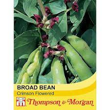 Broad Bean Crimson Flowered