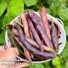 Runner Bean 'Black Knight'