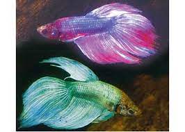 FISH-Cambodian Mal Fighter X