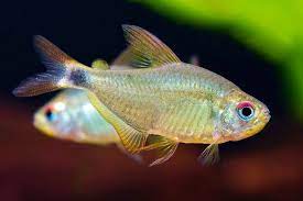 Kitty Tetra M