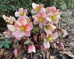 Helleborus 'Angel Glow' | Lenten Rose 2L