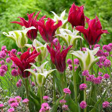 Tulip 'Purple Doll' (10 Pack)