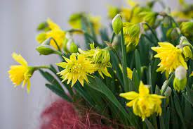 Daffodil Narcissus 'Rip Van Winkle' (7 Pack)