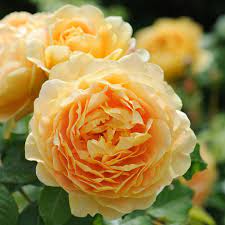 Golden Celebration David Austin Fragrant Rose 6 Litre