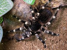 Brazilian White Knee Tarantula | Acanthoscuria geniculata (S)