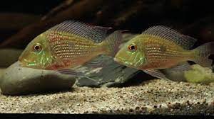 Geophagus Sveni Rio Araguari Fish (M)