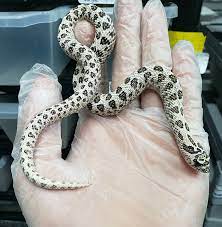 Aretic Hognose Snake