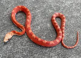 Pied Sided Corn Snake