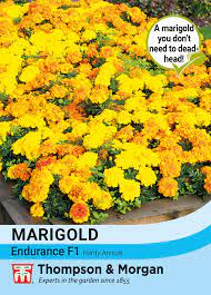 Marigold Endurance F1 /HYG-FLWR