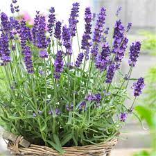 Lavander | Lavandula angustifolia 'Hidcote' 2 Litre
