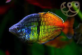 Rainbow Boesemani (M)