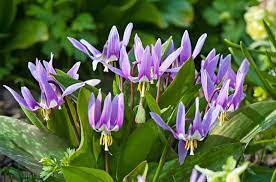 Erythronium 'Dens-Canis' (2 Pack)
