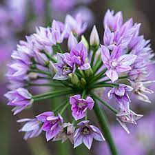 Allium 'Eros' (8 Pack)