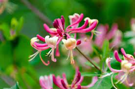 Lonicera japonica 'Red World' | Japanese Honeysuckle 2 Litre (3 canes)