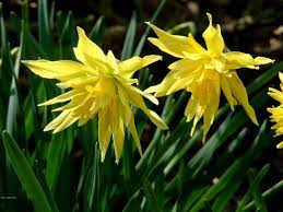 Daffodil Narcissus 'Rip Van Winkle' (7 Pack)