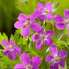 Geranium palustre | Marsh Cranesbill P9