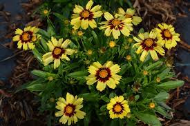 Coreopsis UpTick Yellow & Red (2 Litre)