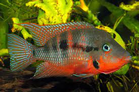 Firemouth Cichlid(M)
