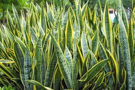Sansevieria trifasciata mix (P17)